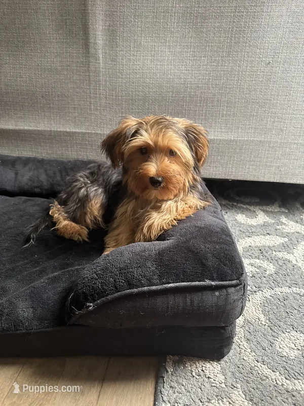Charlie – Yorkshire Terrier puppy for sale in Ludlow, MA