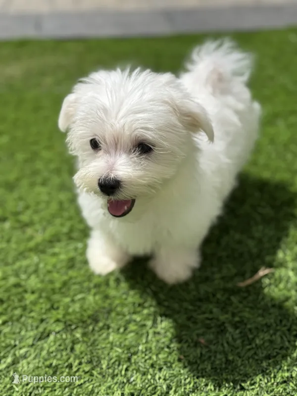 Maltese Charlie  – Maltese puppy for sale in Ludlow, MA