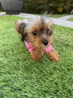 Tiny teacup, a female Yorkshire Terrier for sale in Ludlow, MA – 2 of 5