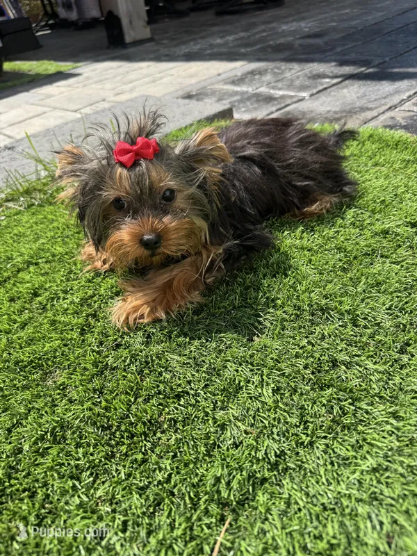 Lola – Yorkshire Terrier puppy for sale in Ludlow, MA