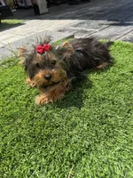 Lola, a female Yorkshire Terrier for sale in Ludlow, MA – Photo 2 of 2
