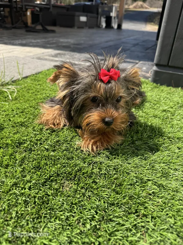 Lola – Yorkshire Terrier puppy for sale in Ludlow, MA