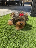 Lola, a female Yorkshire Terrier for sale in Ludlow, MA – Photo 1 of 2