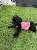 Maizee, a female Yorkshire Terrier and Poodle - Toy  for sale in Ludlow, MA – 5 of 5