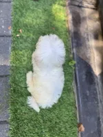 Maltese boy , a male Maltese for sale in Ludlow, MA – 2 of 4