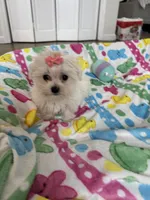 Maltese girl , a female Maltese for sale in Ludlow, MA – Photo 5 of 5