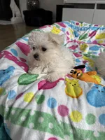 Maltese girl , a female Maltese for sale in Ludlow, MA – Photo 3 of 5