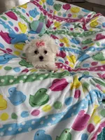 Maltese girl , a female Maltese for sale in Ludlow, MA – Photo 1 of 5