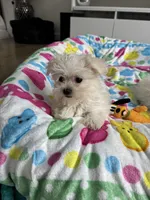 Maltese girl , a female Maltese for sale in Ludlow, MA – Photo 2 of 5