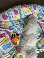 Maltese girl , a female Maltese for sale in Ludlow, MA – Photo 4 of 5