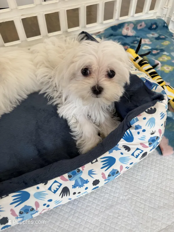Maltese girl  – Maltese puppy for sale in Ludlow, MA