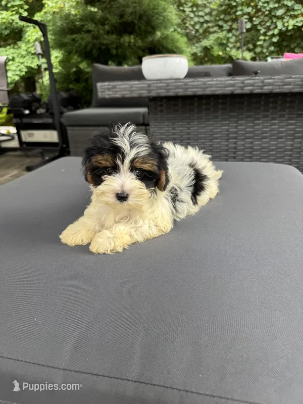 Layla – Maltese, Yorkshire Terrier puppy for sale in Ludlow, MA