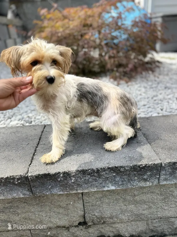 Serena – Yorkshire Terrier puppy for sale in Ludlow, MA