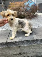 Serena, a female Yorkshire Terrier for sale in Ludlow, MA – 1 of 3