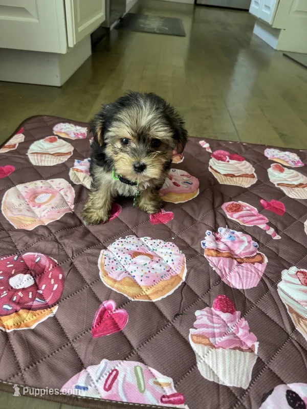 Green boy – Yorkshire Terrier puppy for sale in Ludlow, MA