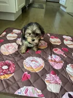 Green boy, a male Yorkshire Terrier for sale in Ludlow, MA – 1 of 3