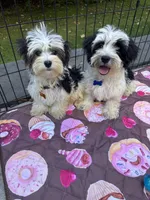 Blue , a male Maltese and Yorkshire Terrier for sale in Ludlow, MA – 4 of 5