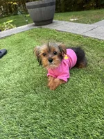 Tiny teacup, a female Yorkshire Terrier for sale in Ludlow, MA – 3 of 5