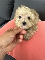 Max, a male Yorkshire Terrier and Poodle - Toy  for sale in Ludlow, MA – 3 of 3