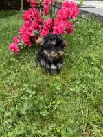 Rosie, a female Yorkshire Terrier for sale in Ludlow, MA – 5 of 6