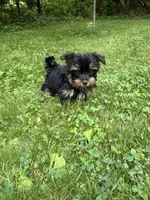 Minnie, a female Yorkshire Terrier for sale in Ludlow, MA – 5 of 5