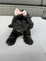 Daisy, a female Yorkshire Terrier and Poodle - Toy  for sale in Ludlow, MA – 2 of 5