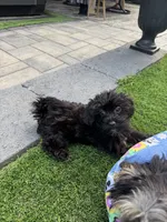 Maize, a female Yorkshire Terrier and Poodle - Toy  for sale in Ludlow, MA – 4 of 4