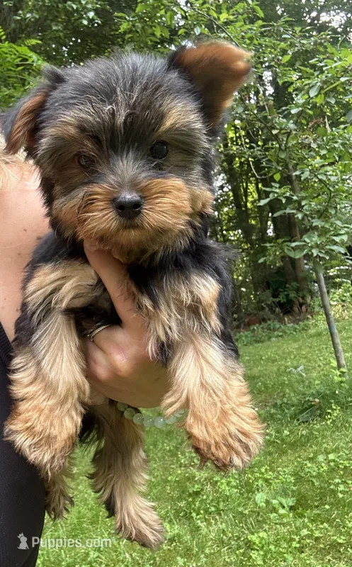Tillie – Yorkshire Terrier puppy for sale in Ludlow, MA