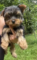 Tillie, a female Yorkshire Terrier for sale in Ludlow, MA – 1 of 2