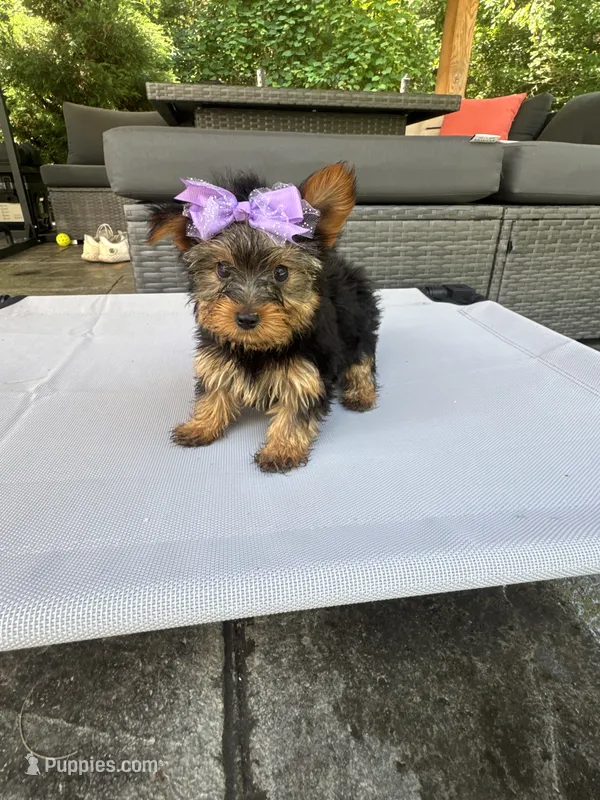 Sophie – Yorkshire Terrier puppy for sale in Ludlow, MA