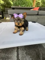 Sophie, a female Yorkshire Terrier for sale in Ludlow, MA – 1 of 3