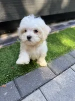 Maltese boy , a male Maltese for sale in Ludlow, MA – 4 of 4