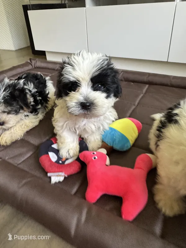Boy 2 – Maltese, Yorkshire Terrier puppy for sale in Ludlow, MA