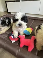 Boy 2, a male Maltese and Yorkshire Terrier for sale in Ludlow, MA – 1 of 4