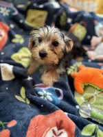 Twix, a male Yorkshire Terrier for sale in Ludlow, MA – 3 of 5