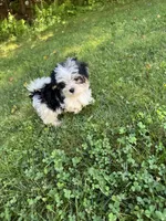 Bailey, a male Maltese and Yorkshire Terrier for sale in Ludlow, MA – 3 of 4
