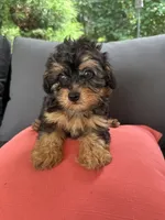 Luie , a male Yorkshire Terrier and Poodle - Toy  for sale in Ludlow, MA – 3 of 3