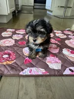 Blue boy, a male Yorkshire Terrier for sale in Ludlow, MA – 3 of 3