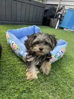 Ozzy, a male Yorkshire Terrier for sale in Ludlow, MA – 3 of 3