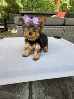 Sophie, a female Yorkshire Terrier for sale in Ludlow, MA – 3 of 3