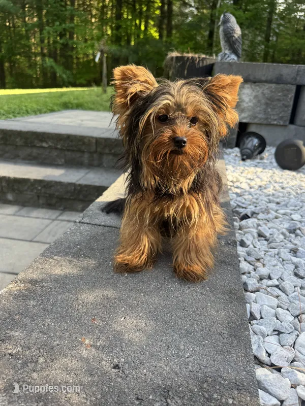 Lola – Yorkshire Terrier puppy for sale in Ludlow, MA