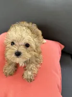 Max, a male Yorkshire Terrier and Poodle - Toy  for sale in Ludlow, MA – 2 of 3