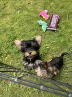 Rosie, a female Yorkshire Terrier for sale in Ludlow, MA – 4 of 6
