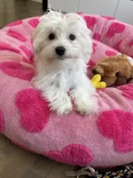 AKC MALE , a male Maltese for sale in Ludlow, MA – Photo 1 of 3