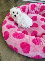 AKC MALE , a male Maltese for sale in Ludlow, MA – Photo 3 of 3