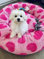 AKC MALE , a male Maltese for sale in Ludlow, MA – Photo 2 of 3