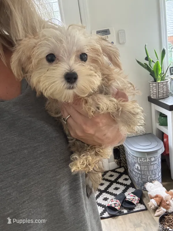 Max – Yorkshire Terrier, Poodle - Toy  puppy for sale in Ludlow, MA