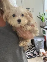 Tiny Max, a male Maltese and Yorkshire Terrier for sale in Ludlow, MA – 1 of 5