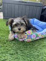 Ozzy, a male Yorkshire Terrier for sale in Ludlow, MA – 2 of 3