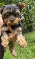 Tillie, a female Yorkshire Terrier for sale in Ludlow, MA – 2 of 2